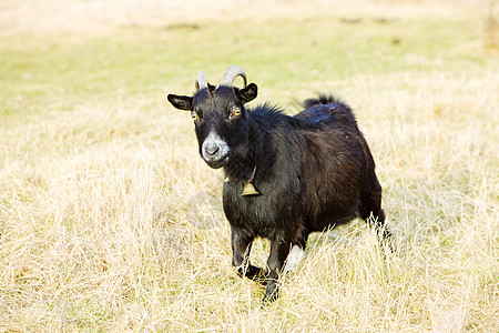 美国佛蒙特州山羊动物动物群哺乳动物草地动物学家畜乡村国家农村农场图片