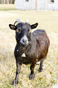 美国佛蒙特州山羊家畜农业草地农场国家哺乳动物乡村外观农村畜牧业图片
