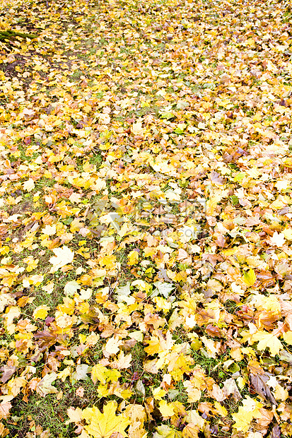 秋季假期树叶植物季节外观植物群黄色叶子背景时候动机图片