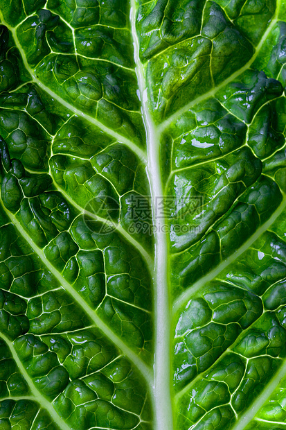 豆腐卷菜叶镜片分支机构食物绿色宏观叶子蔬菜图片