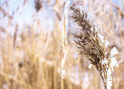 冬天的青鹿草地太阳天空叶子晴天植被植物生长阳光树叶图片