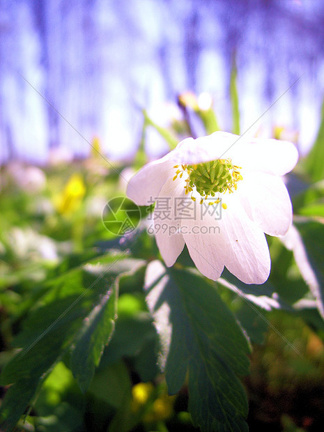 一朵白花图片