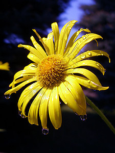 黄色花朵晴天宏观野生动物天空蓝色射线向日葵日落阳光橙子图片