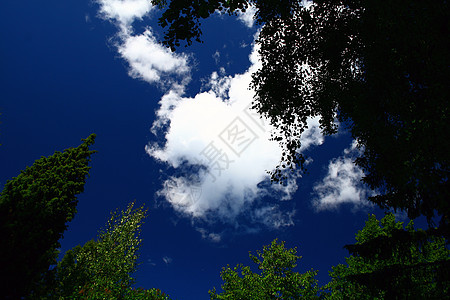 蓝天空气候预报阳光树木天空绿色天气图片