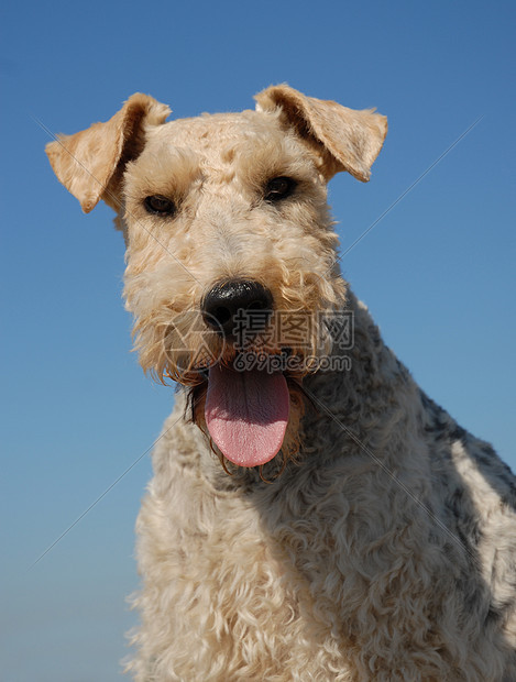 猎狐犬蓝色打猎动物牙齿猎人鼻子猎犬朋友天空宠物图片