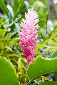 格林纳达热带花花图片
