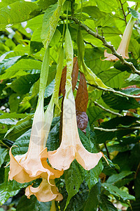 格林纳达天使号角外观叶子热带植被脆弱性园艺天使植物学花朵花瓣图片