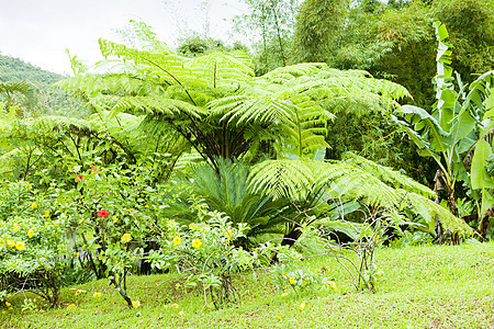 格林纳达大埃唐国家公园植物群热带世界位置绿色旅行树木植物学植物植被图片