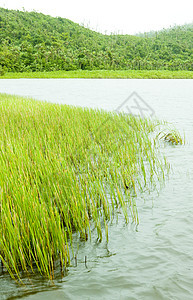 格林纳达大江国家公园 大江大湖孤独植被旅行湖泊世界植物群外观风景植物图片