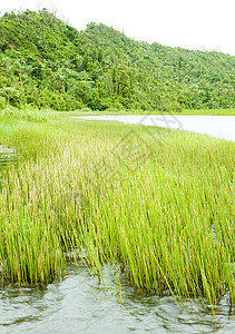 格林纳达大江国家公园 大江大湖湖泊孤独世界风景植物旅行植被外观植物群图片