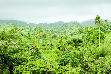 格林纳达内陆 加勒比手掌植被森林植物学位置棕榈旅行风景外观热带图片