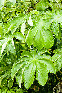 格林纳达植物学植被叶子树叶植物群绿色植物热带背景外观图片