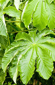 格林纳达植被植物学背景外观叶子热带绿色植物植物群树叶图片