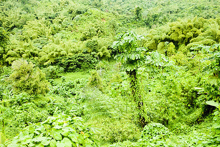 格林纳达内陆 加勒比背景世界植物学植物植物群外观植被森林绿色热带图片