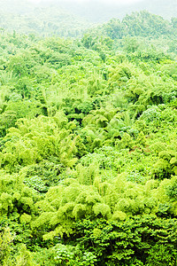 格林纳达内陆 加勒比植物群世界热带绿色植物学植物植被森林风景旅行图片