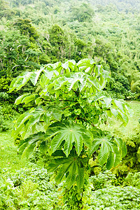 格林纳达内陆 加勒比绿色热带世界森林植被位置树木外观植物植物群图片