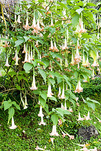 格林纳达天使号角花朵园艺植被叶子植物群树叶天使植物学喇叭外观图片