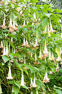 格林纳达天使号角喇叭叶子外观园艺花朵热带植物学植物群树叶天使图片
