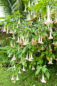 格林纳达天使号角植物学植被喇叭外观云芝热带植物群园艺花朵天使图片