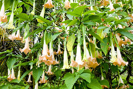 格林纳达天使号角植物群喇叭脆弱性植物热带叶子园艺云芝花朵花瓣图片