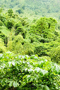 格林纳达内陆 加勒比植物植被热带森林风景旅行植物群外观绿色植物学图片