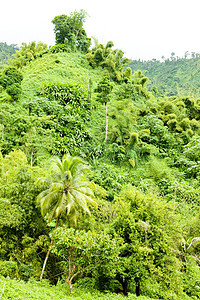 格林纳达内陆 加勒比植物棕榈手掌热带世界外观植物群旅行植被植物学图片