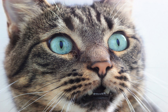 西西伯利亚猫哺乳动物伴侣猫科眼睛蓝色晶须耳朵毛皮猫咪动物图片