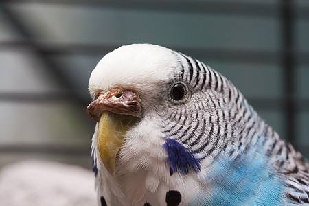 澳大利亚蓝鹦鹉宏观3图片