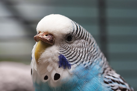 澳大利亚蓝鹦鹉宏观1图片