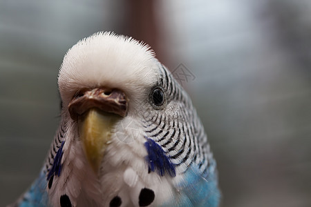 澳大利亚蓝鹦鹉宏观2图片
