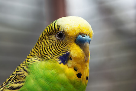 澳大利亚绿色鹦鹉宏观2图片