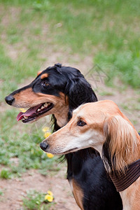 萨鲁基斯食肉动物动物群绿色宠物黑色棕色猎犬图片