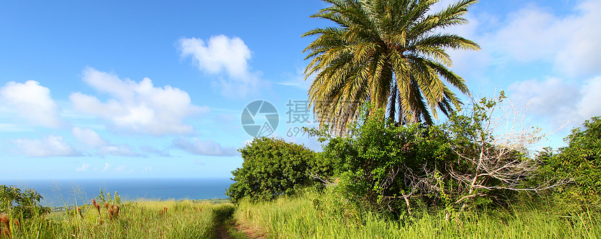 圣基茨景观风景天堂棕榈叶子甘蔗天空场地农业植物群生态图片