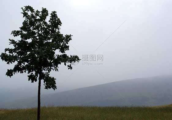 孤树农村天气剪影树叶图片