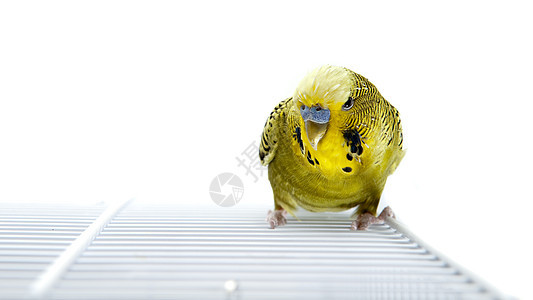 巴吉Budgie白色蓝色羽毛宠物虎皮黄色鹦鹉眼睛热带绿色图片