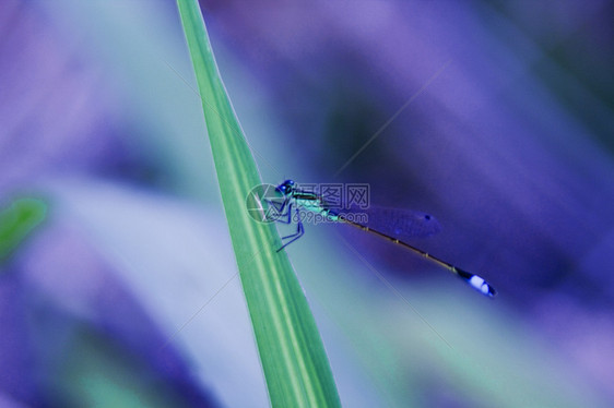 Damselfly 蓝宝石图片