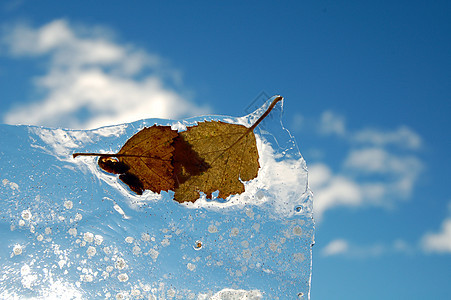 冰雪中的叶子天空蓝色背景图片