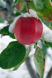 雪苹果树叶红色绿色图片