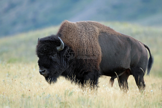 Bison (Bison 野牛) - Waterton湖国家公园 艾伯塔图片