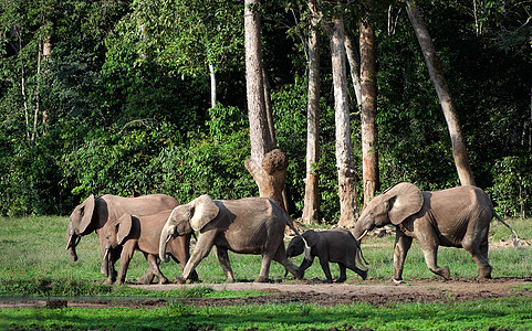非洲森林大象象牙獠牙丛林刚果野生动物厚皮树干濒危团体生态图片