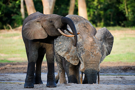 非洲森林大象阳光动物濒危荒野哺乳动物丛林生物耳朵獠牙孩子图片