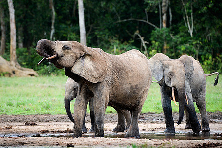 大象的饮料食草獠牙荒野动物濒危丛林象牙生活危险哺乳动物图片