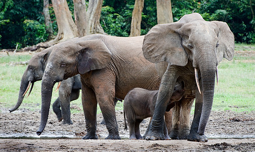 大象小牛在妈妈家喝牛奶树干孩子濒危獠牙耳朵野生动物哺乳动物动物厚皮生态图片