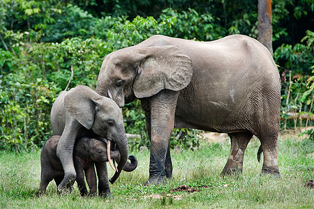 森林家庭大象婴儿动物孩子生活象牙獠牙幼兽野生动物哺乳动物母亲图片