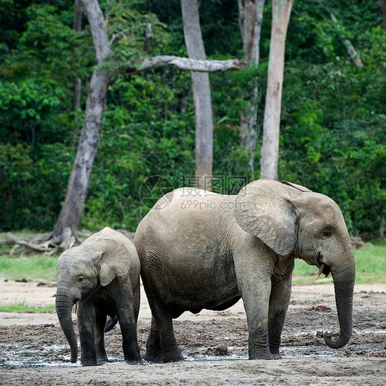 小孩大象小牛和妈妈树干生物厚皮母性野生动物生活耳朵婴儿母亲哺乳动物图片