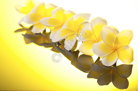 系列黄色的柳叶花花图片