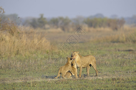 和幼崽一起打猎之后的狮子座幼兽小猫女性童年太阳孩子野生动物荒野猫科动物男性图片