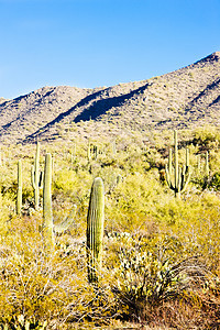 美国亚利桑那州萨瓜罗国家公园风景植物群位置沙漠植物植被世界植物学外观肉质图片