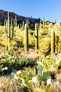 美国亚利桑那州萨瓜罗国家公园沙漠植物学外观肉质世界植被位置旅行风景植物群图片