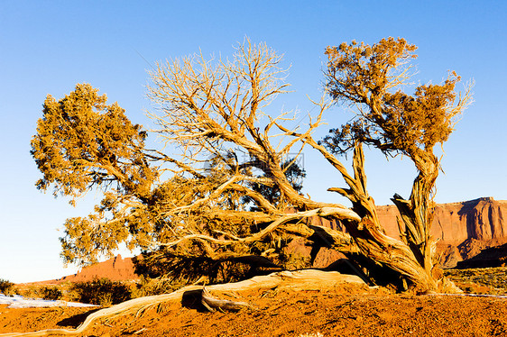 美国犹他州亚里索纳州 古迹谷国家公园植物外观植被旅行世界位置植物群图片